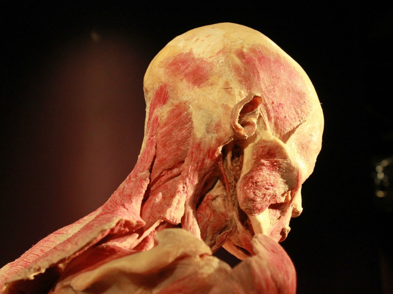 Exposição “O Corpo Humano como nunca o viu…”